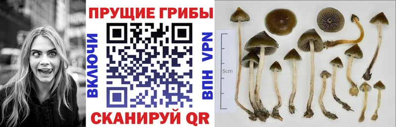 Галлюциногенные грибы MAGIC MUSHROOMS  мега зеркало  Окуловка  сколько стоит 